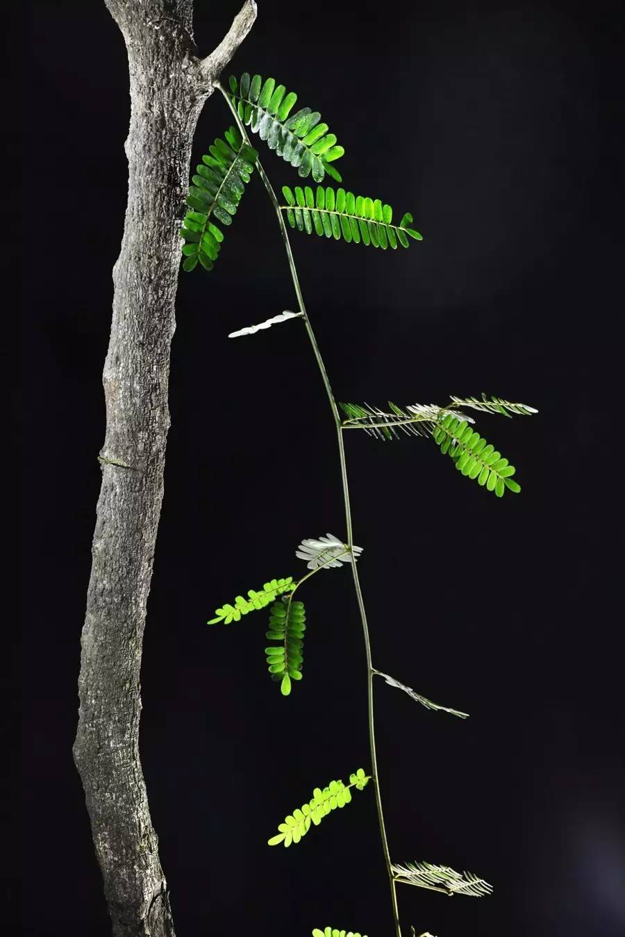 本草纲目降糖法,本草纲目速降版