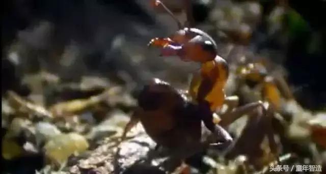 假期一定要带孩子看的5部纪录片,孩子必看的10部自然纪录片