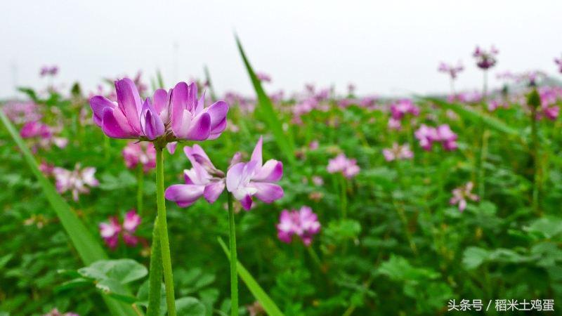 美好如初见：紫云英蜜