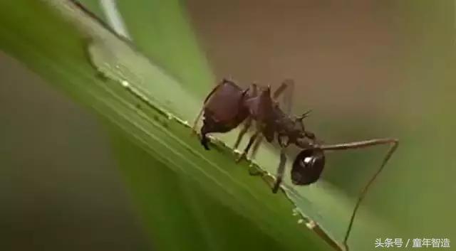 假期一定要带孩子看的5部纪录片,孩子必看的10部自然纪录片