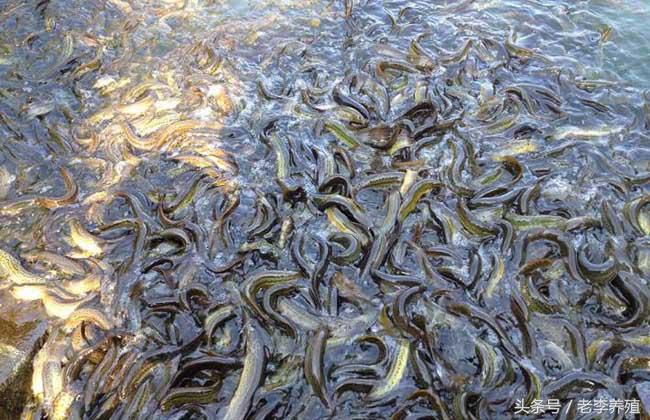 怎么捕捉泥鳅和螃蟹,捕捉泥鳅的最佳饵料