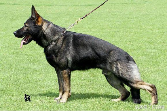 不怕冷的宠物狗有哪些,十种不怕冷的宠物狗有哪些