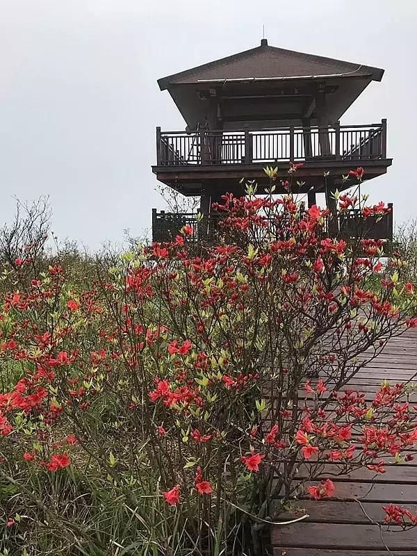 浏阳大围山杜鹃花旅游攻略,湖南浏阳大围山杜鹃花节一日游