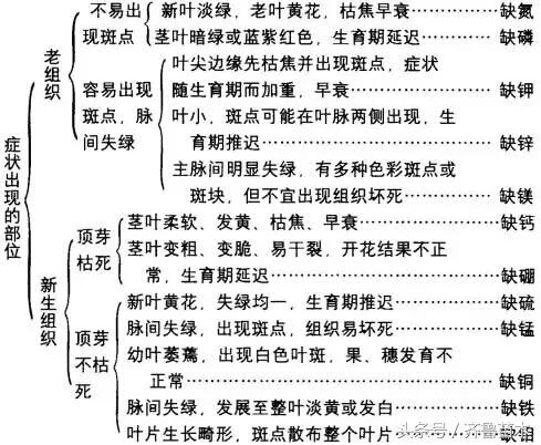 果树打药的安全注意事项,果树涂白的十大禁忌