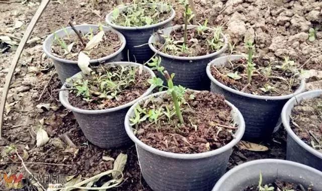 宜宾屏山蓝莓基地采摘园在哪,宜宾蓝莓采摘基地多久可以摘