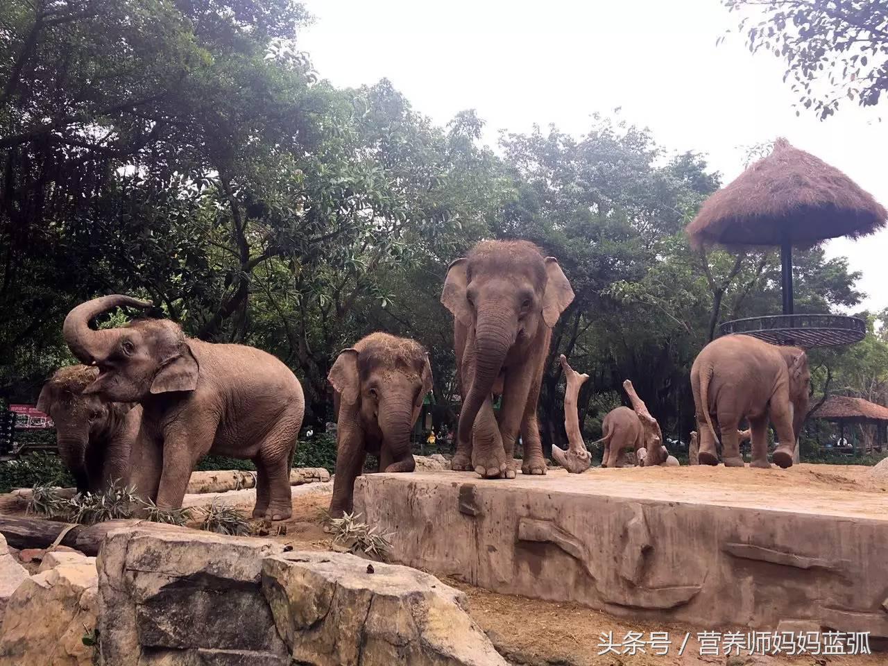 暑假长隆海洋王国游玩感受,海洋王国好玩还是长隆野生动物园