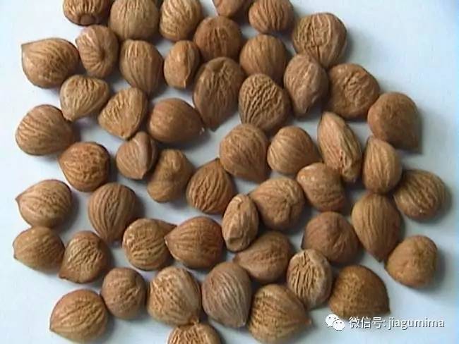 杏仁中的毒是什么毒,经常说的杏仁有毒是什么杏仁