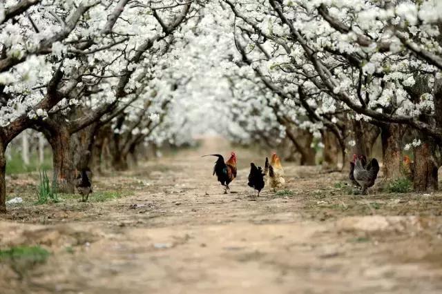 4月照片,4月的照片大全