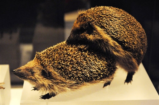 史上最奇葩的搞笑冷知识,搞笑奇葩冷知识