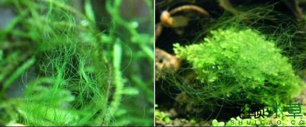 水草造景之我见-水草造景详细开缸教程及相关常见问题预防解答