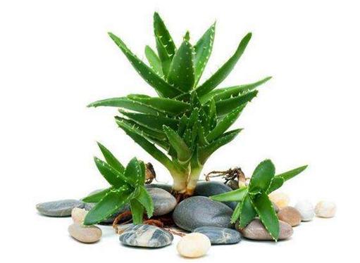 食用芦荟怎么买,购买芦荟的美容护肤产品