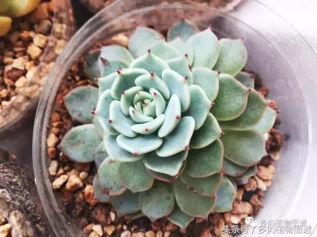 宿舍多肉品种推荐,宿舍多肉