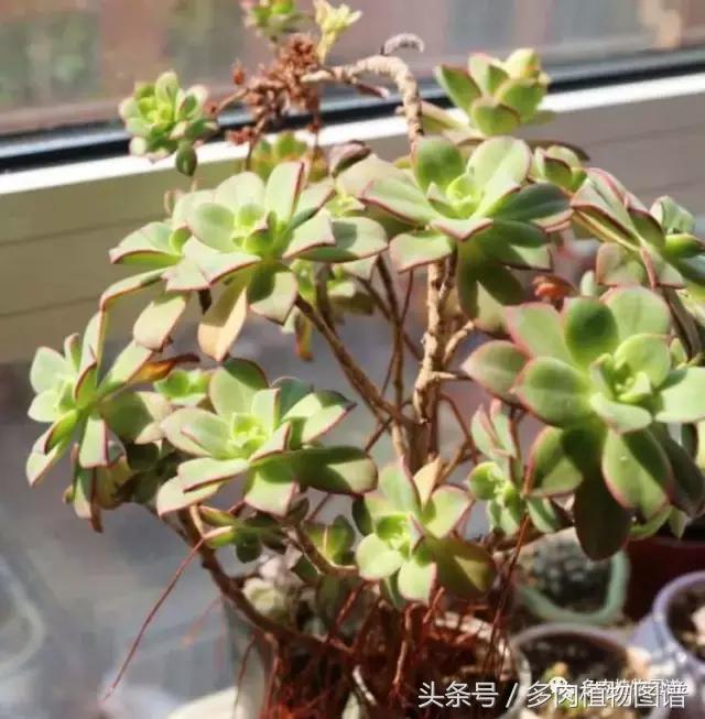 入坑半年的经历,入坑五个月总结