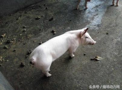 母猪难产后输液最佳配方,怀孕母猪打口蹄疫疫苗应激怎么治