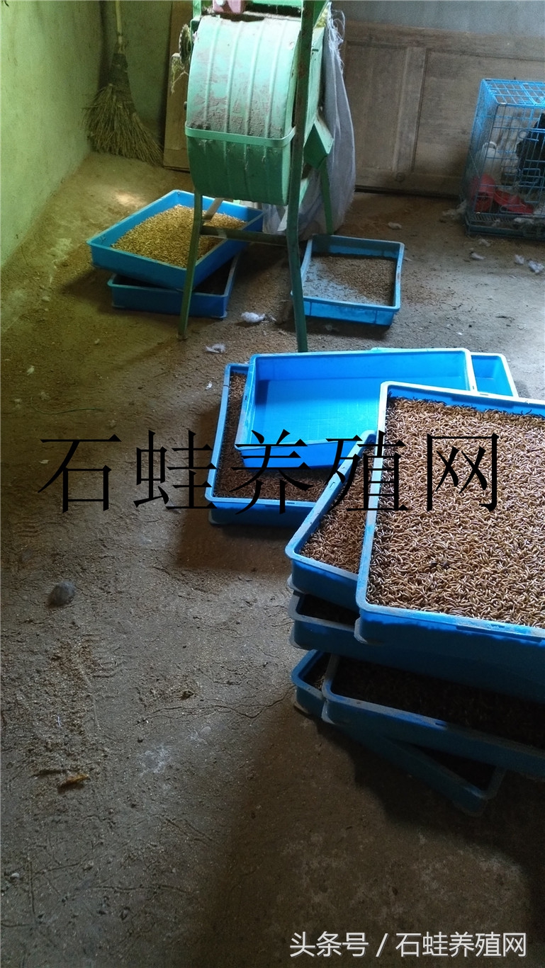 石蛙养殖基地要多久才长得大,石蛙养殖网