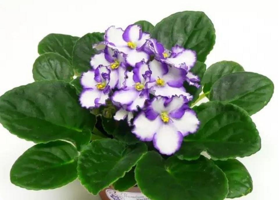 阿布养花杂谈第一期|那些年死在我们手上的植物