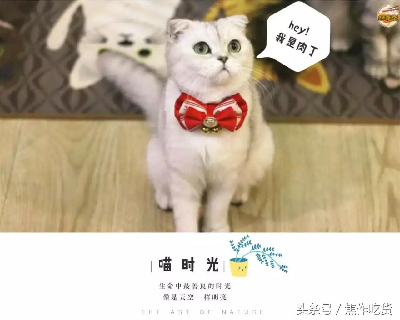 猫咖郑州焦作,焦作猫咖推荐