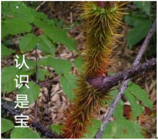 红楤木能长多大,红楤木生长在哪个地区