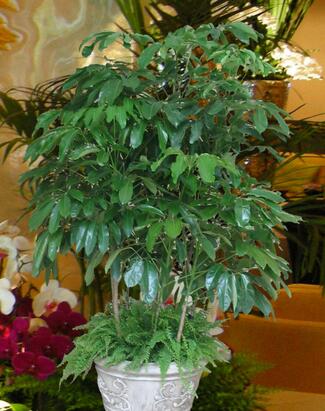 富贵竹发财树八方来财种植环境,富贵竹发财树金钱树哪个好养