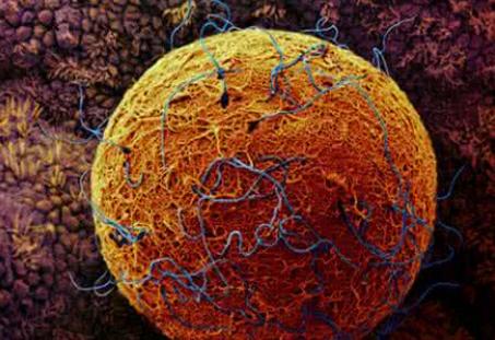 什么是黄体功能不足怎样食疗,黄体功能不足是什么原因怎么调理