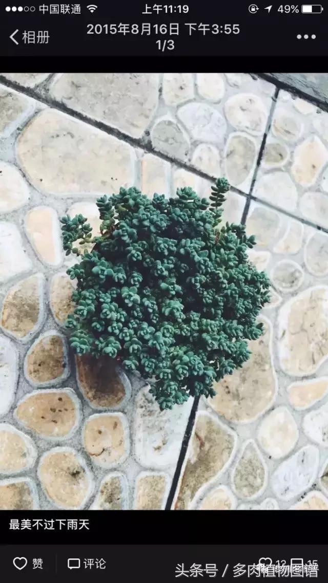 宿舍多肉品种推荐,宿舍多肉