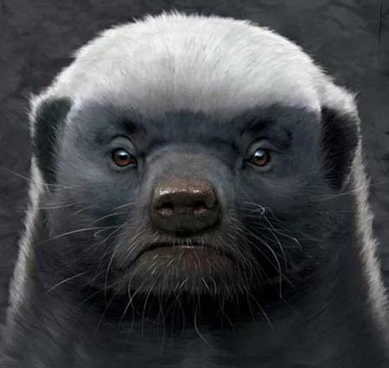 非洲达康书记——平头哥蜜獾