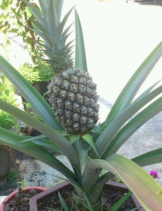 菠萝上面的叶子是否能种出菠萝,吃完菠萝的叶子怎么种菠萝