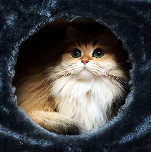 猫咪绝育伤口可以喷云南白药么,母猫咪绝育后十天伤口有棕色结痂