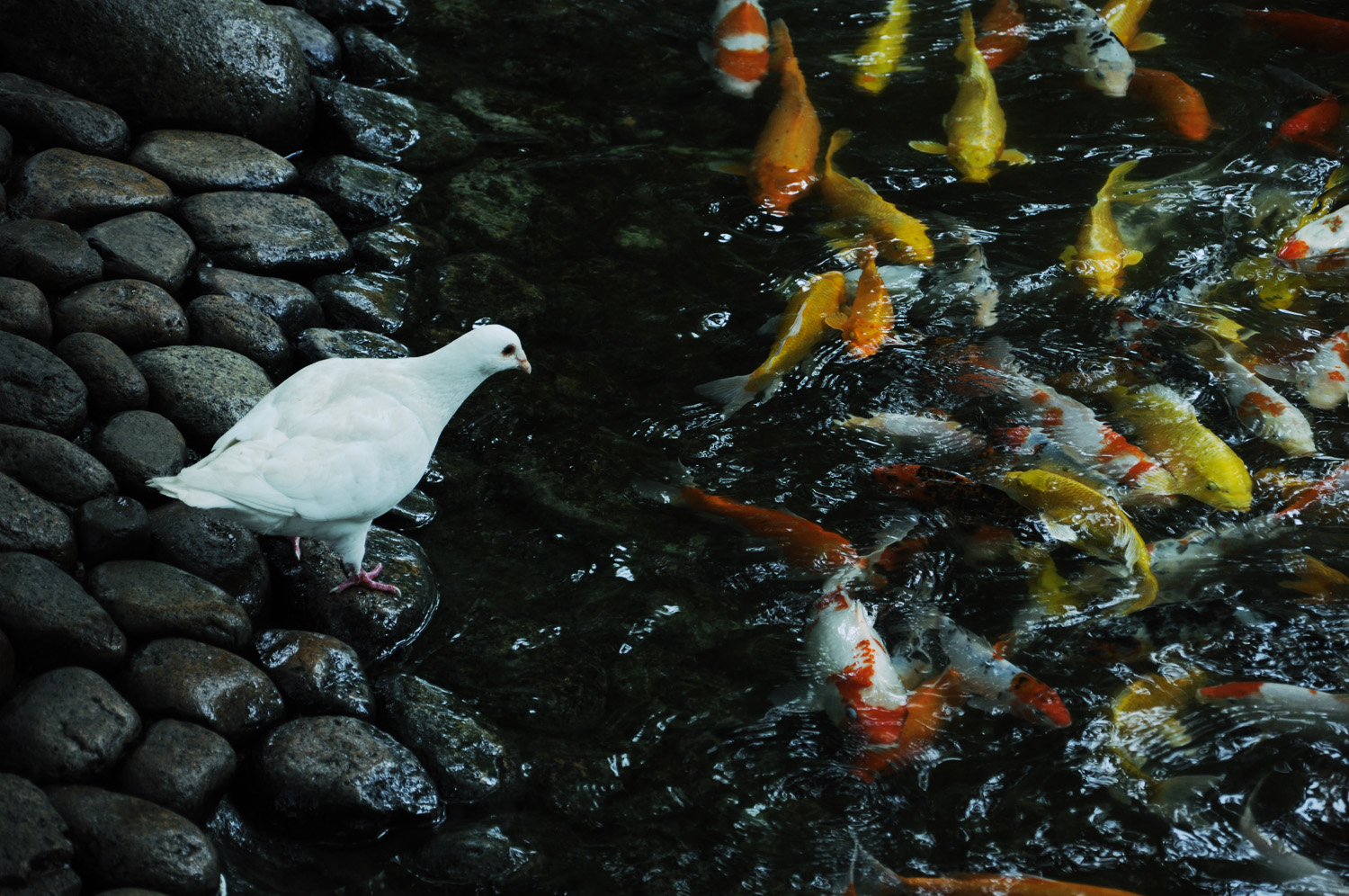 春季时如何能让观赏鱼不活泼,春季观赏鱼得白点病