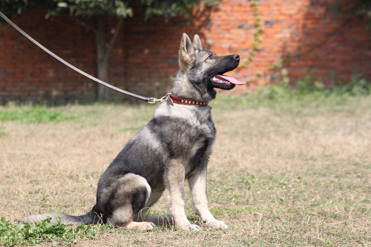 世界10大犬种藏獒排名第三,世界十种猛犬中国藏獒排名第五