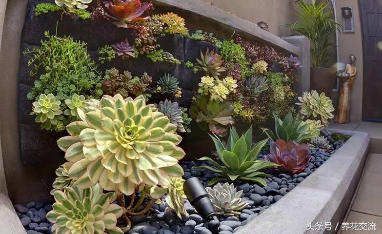 多肉植物以前丢路边都没人要,为什么现在的年轻人抢着买?