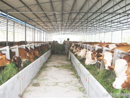 牛羊病诊断及治疗书籍,牛羊病诊断技术学习