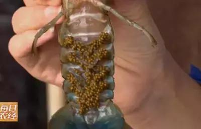 蓝色的龙虾最喜欢吃什么,蓝色的龙虾吃什么