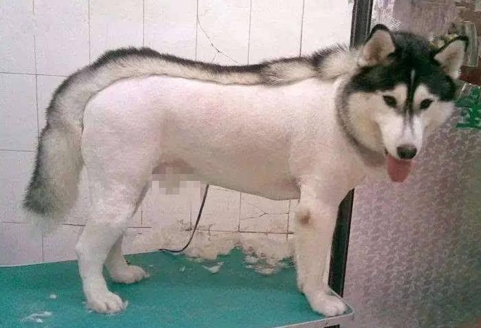 狗狗中暑了怎么办最快解决方法,天气这么热的狗都中暑了