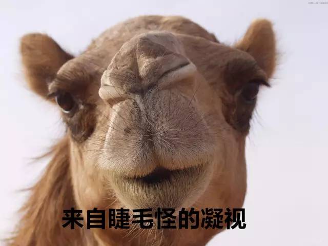 小酒窝没有睫毛,小酒窝没长睫毛