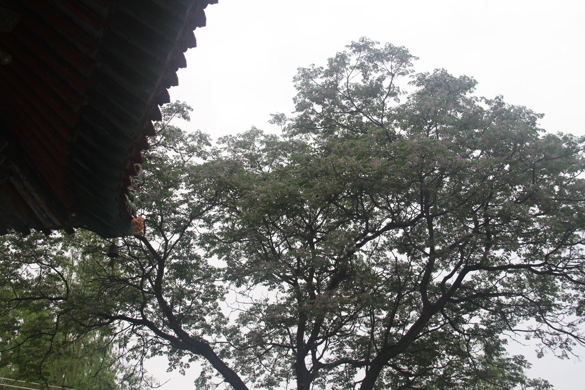 林州去普陀寺旅游团,河南林州太平禅寺