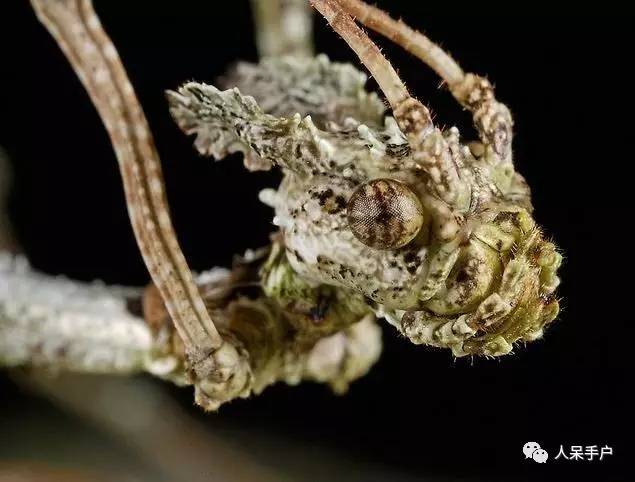 集结拍案称奇的拟态大师