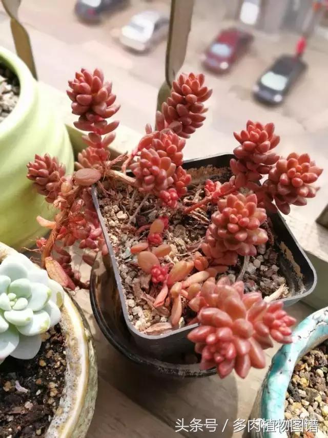 入坑半年的经历,入坑五个月总结