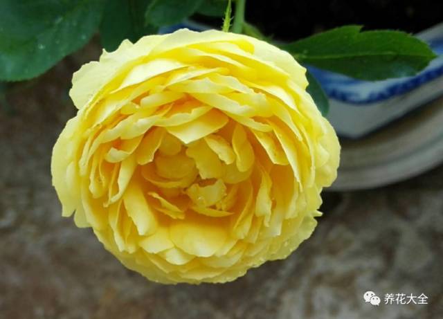 最美最高端的30款月季 (十种绝美的月季)