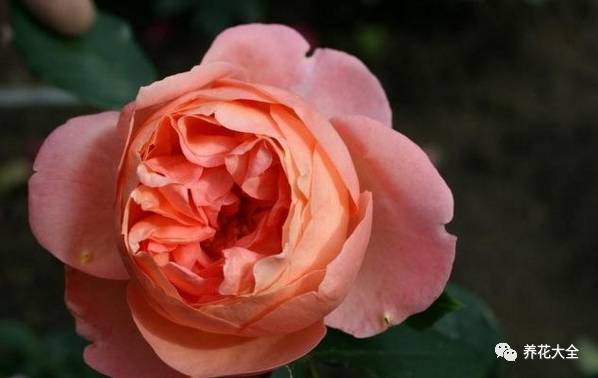 最美最高端的30款月季 (十种绝美的月季)