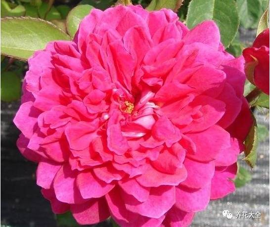 最美最高端的30款月季 (十种绝美的月季)