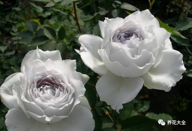 最美最高端的30款月季 (十种绝美的月季)