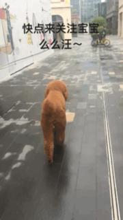 巨型贵宾站起来走路像个小公主,巨型贵宾走路视频