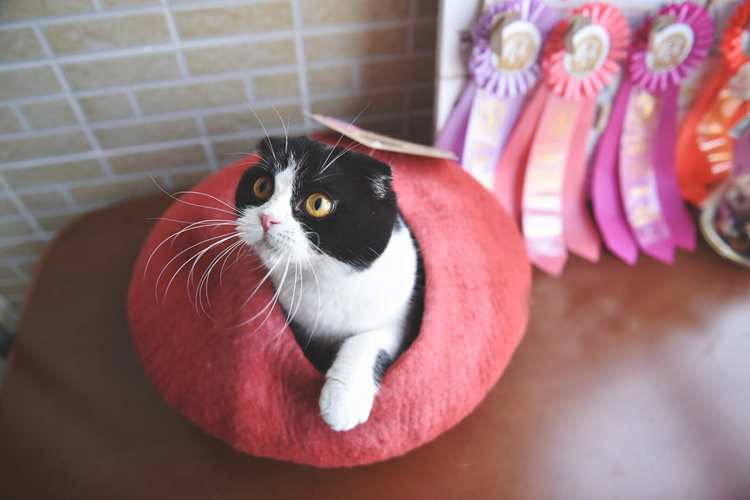 家有喵哥汪弟，体验好物帮你挑