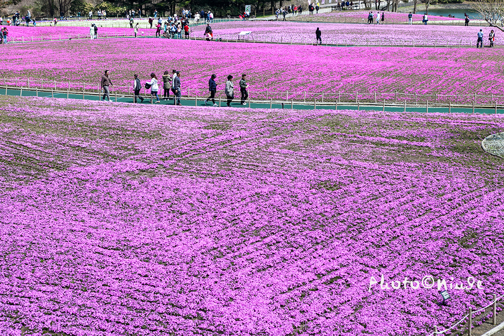 澳门航空空姐游东京 富士山下遇见最美的樱花