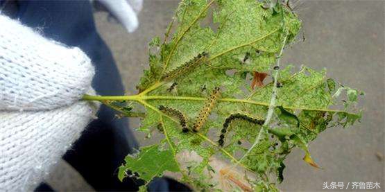 果树病虫害防治的基本方法,果树病虫害防治基础知识