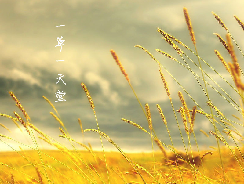 一方一净土一笑一尘缘一念一清净,一方一净土一叶一菩提