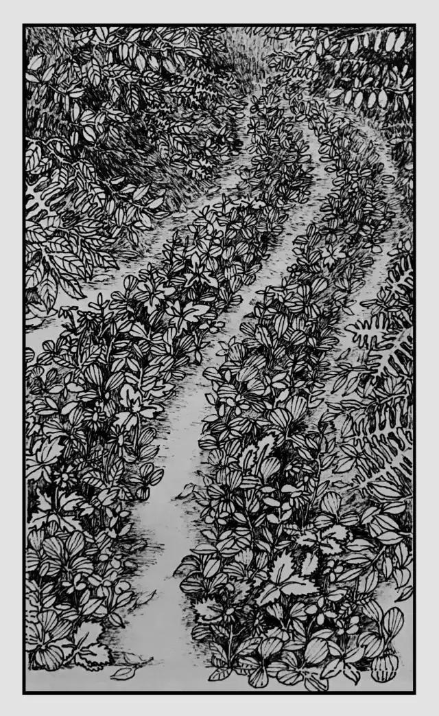 插画师迷狸:路过,停留