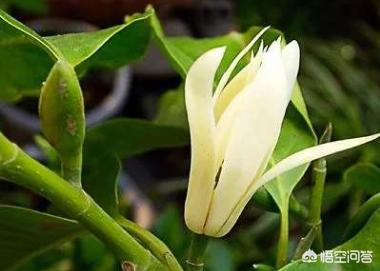 白兰花扦插养殖,白兰花养殖根部保护