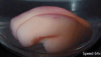 怀孕吃什么dha对宝宝大脑发育好,孕期什么时候吃dha对大脑发育好